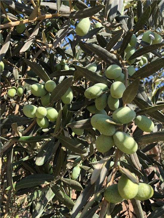 Minimize Alternate Bearing in Olives!